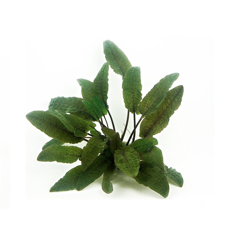 Dennerle Cryptocoryne wendtii brown - imagine 4